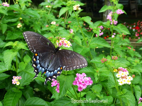 Spicebush Swallowtail edited-2