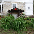 wendyferns.JPG