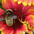 DSC08433.JPG