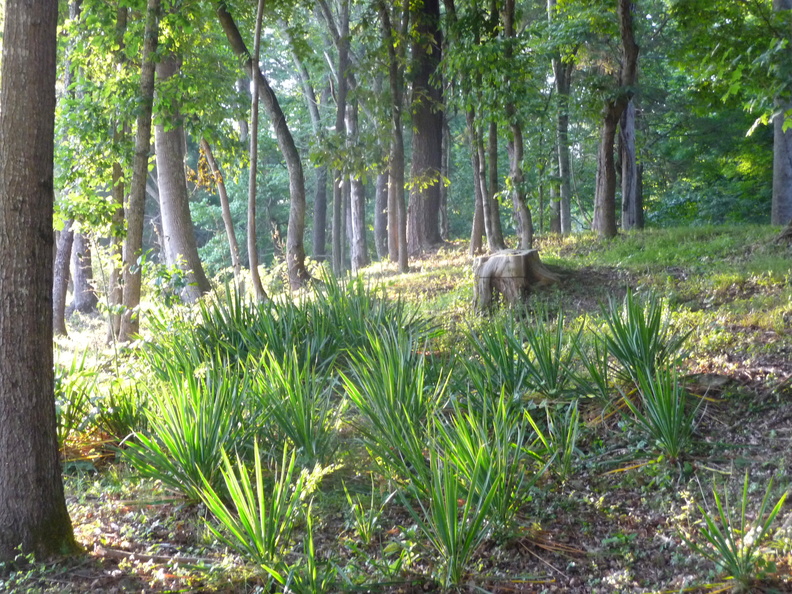 Yucca - Yucca.JPG Yucca.JPG