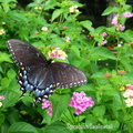 Spicebush Swallowtail_edited-2.jpg
