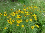 Blackeyed Susans