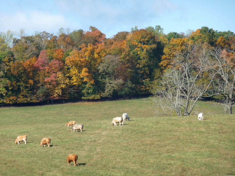 cattle - cattle.JPG cattle.JPG