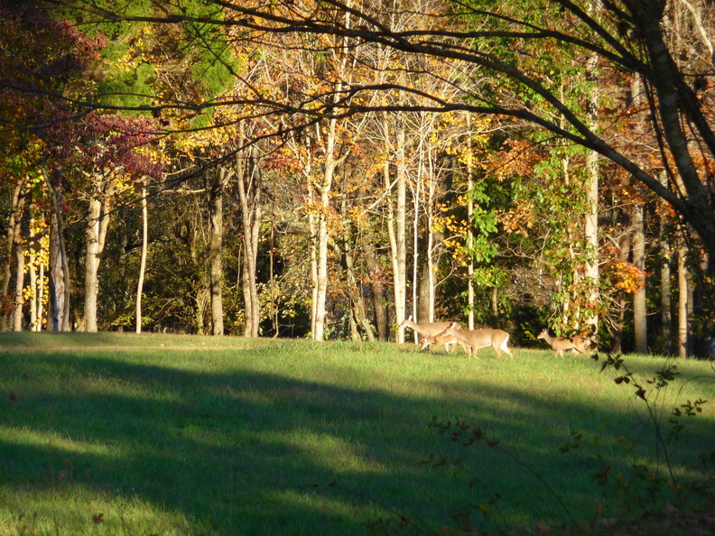 Deer - Deer.JPG Deer.JPG