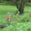 Three Fawns