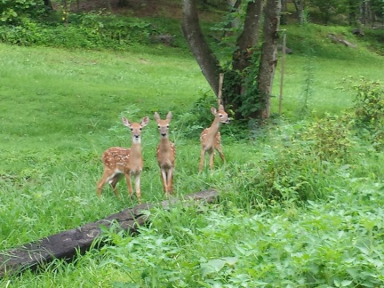 Three Fawns