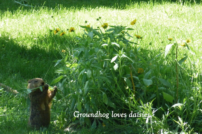 Groundhog1