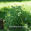 Groundhog1