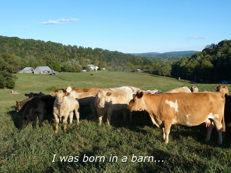 Cows2 - Cows2.jpg Cows2.jpg