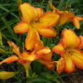 DSC09807.JPG